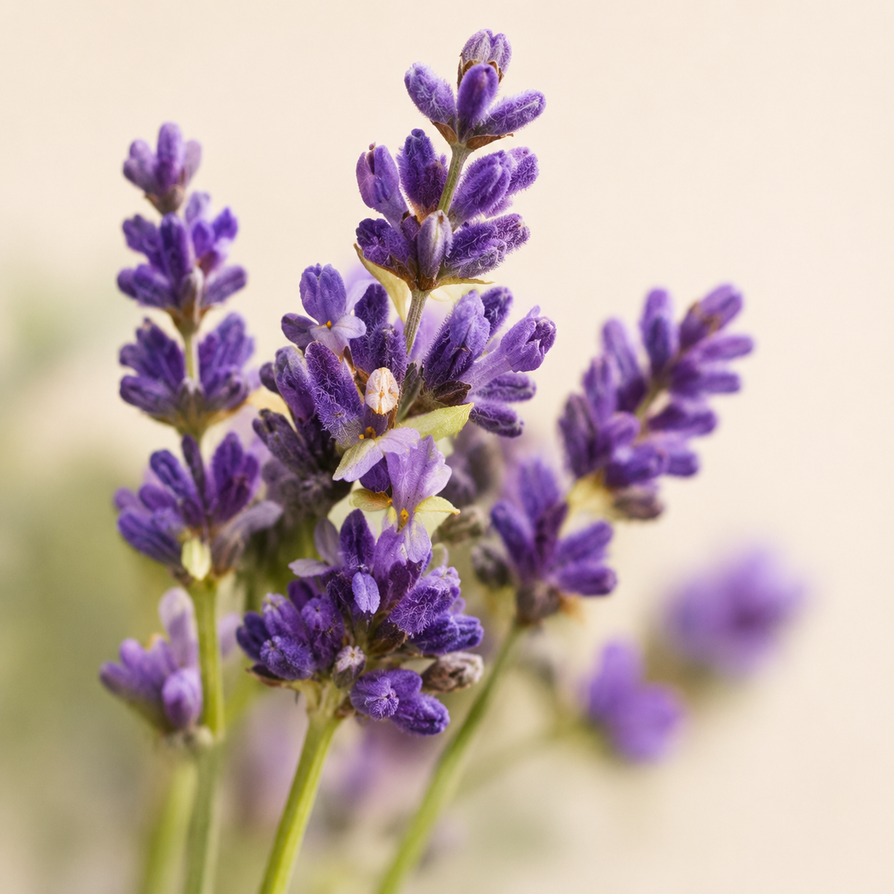 Bakuchiol flower ingredient